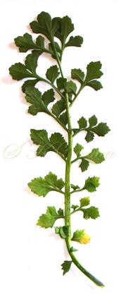  Basal leaf